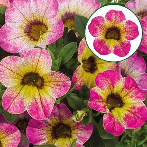 Afbeelding van Calibrachoa P12 Diva Cherry